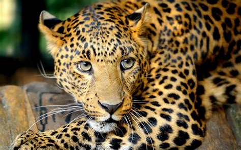 Leopard Hd Wallpaper High Resolution Pixelstalknet