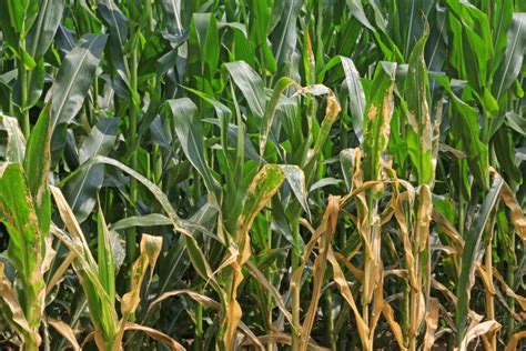 Corn Diseases Tips On Common Problems