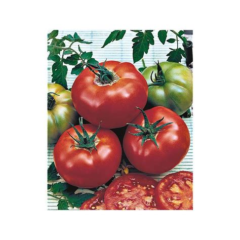 Plants Potagers Greffés Tomates