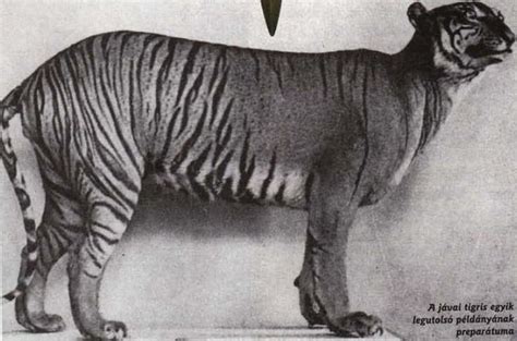 Top 10 Awesome Animals Humans Let Go Extinct Extinct And Endangered