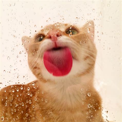 Cat Licking Water Drops Pictures Photos And Images For Facebook