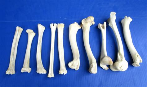 10 Whitetail Deer Leg Bones For Crafts 7 To 10 Inches For 600 Each