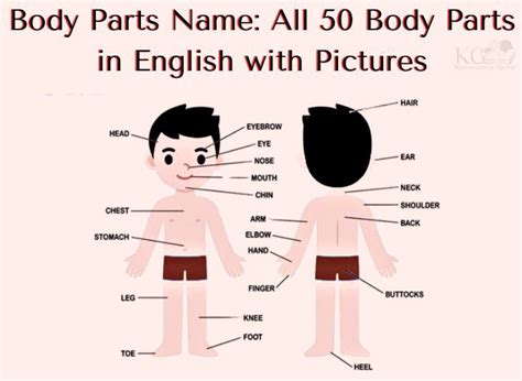 Body Parts Name All Body Parts In English With Pictures
