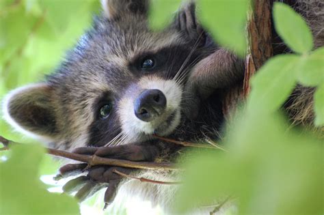 Trova immagini stock hd a tema raccoon on front porch e milioni di altre foto, illustrazioni e contenuti vettoriali stock royalty free nella vasta raccolta di shutterstock. Urban Wildlife Guide: Brooklyn Porch Raccoon