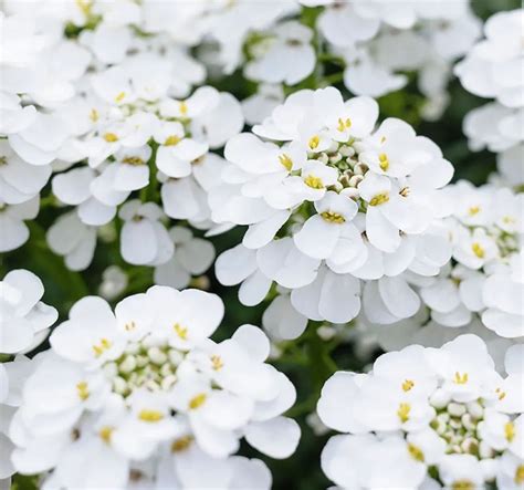 Discover the magic of easy diy! 15 Best Flowering Ground Covers for Sun | Flowering ground ...