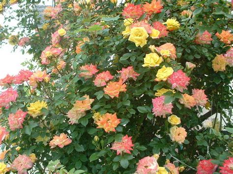 Plantfiles Pictures Miniature Climbing Rose Rainbows End Cl Rosa