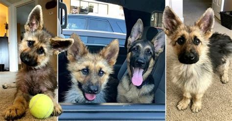 This Adorable German Shepherd With Dwarfism Will Stay As A Puppy