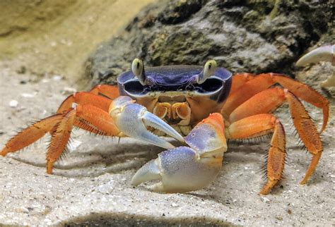 Curiosidade Sobre O Caranguejo