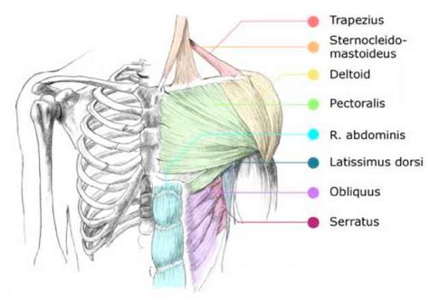 Diagram Of Female Chest Area Illustration Female Chest Anatomy