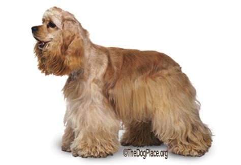 How to take care of cocker spaniels? CAN YOU EXHIBIT A CROPPED COCKER SPANIEL?