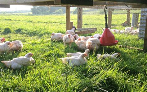 Why Choose Free Range Pasture Raised Chicken Farm2fork