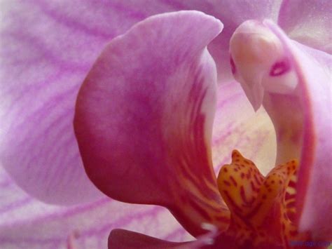Monkey Orchid And 5 Other Amazing Animal Orchids