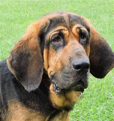 Brown County Humane Society Coonhounds Full Of Personality