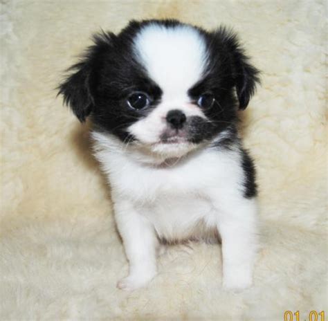 Marco Japanese Chinshih Tzu Mix For Sale In Osakis Minnesota