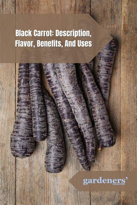 Black Carrot Description Flavor Benefits And Uses Gardeners Magazine