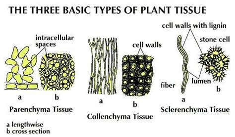 These cells may occur in a homogeneous layer or in patches. sclerenchyma | Description, Types, & Function | Britannica.com