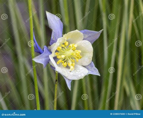 Closeup View Of A Bloom Of The Colorado Blue Columbine Aquilegia
