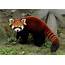 Red Panda  Animals World