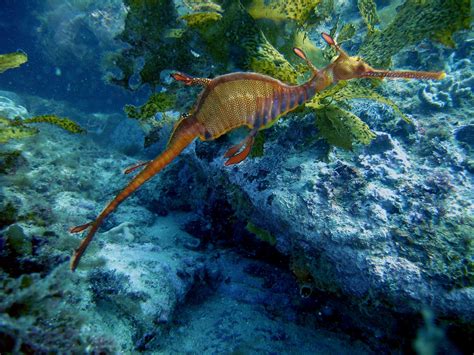 Weedy Sea Dragon