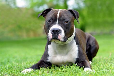 How Do You Take Care Of An American Staffordshire Terrier