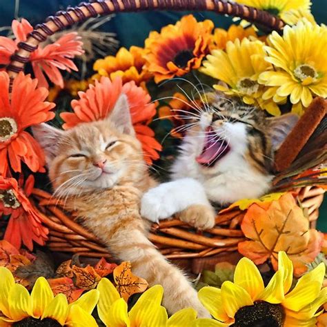 Venus And Di Milo ~ Cute Kitty Cat Kittens In Fall Colors Fall Cats