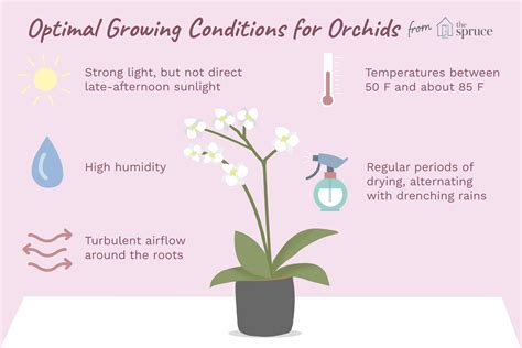 Planting Orchids How To Repot An Orchid Plant