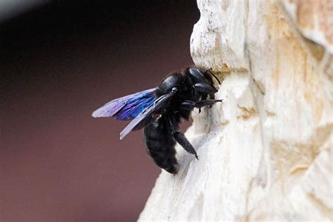 If you wish to not use chemicals for carpenter bee. Pin on Our Garden