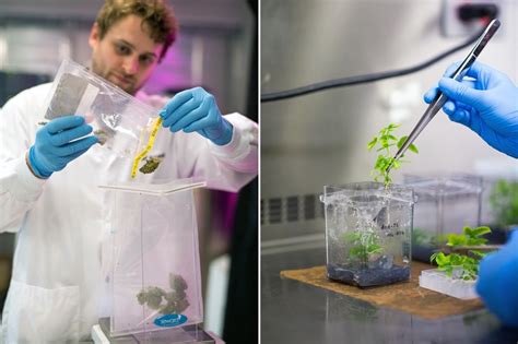 The Wide World Of Weed Research — Synthesis Based Biofusion Technology Lab