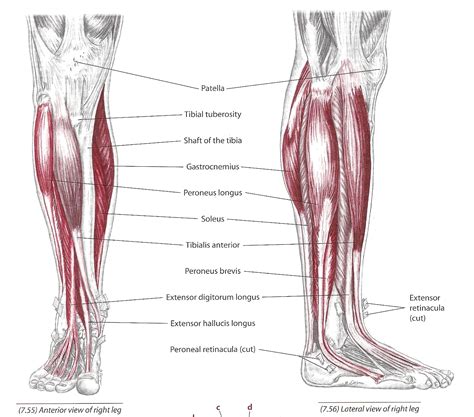 Muscles Of The Leg Anterior View