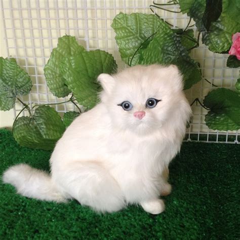 Cat fanciers began selectively breeding the persian to his current day appearance in the 1800s because of queen victoria's fondness for the breed. persian cat cartoon : Biological Science Picture Directory ...