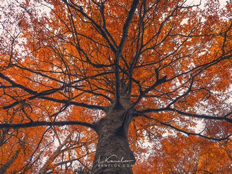 Orange Autumn Tree Photography Nature Landscape By Luke Kanelov