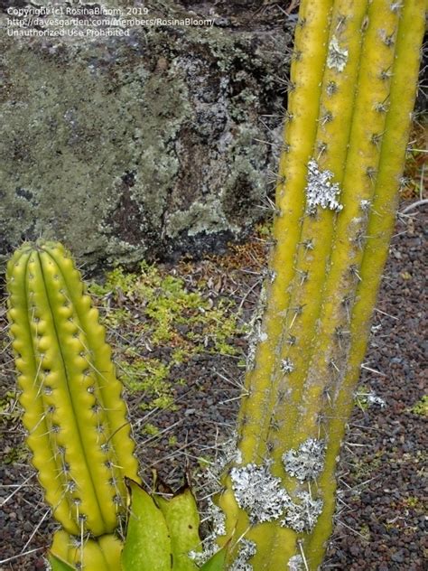 This is a true cactus. PlantFiles Pictures: Cereus Species, Cardeiro, Mandacaru ...