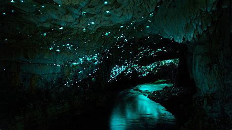 Waitomo Glowworm Caves 1080p 2k 4k 5k Hd Wallpapers Free Download
