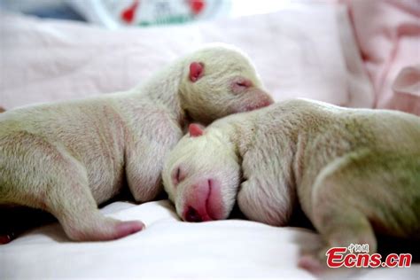 polar bear gives birth to twin cubs people s daily online