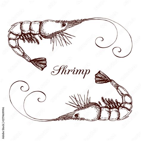 Hand Drawn Engraved Ink Shrimp Or Prawn Illustration Isolated On White