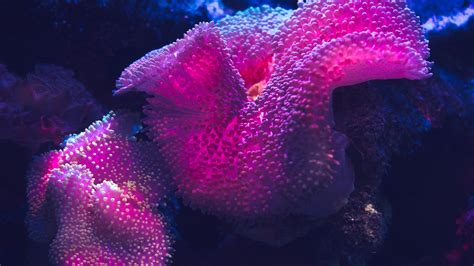 4k Coral Wallpapers Wallpaper Cave