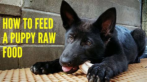 With a few tips you can make your puppy's meals healthy, interesting and fun! How To Feed A Puppy RAW Food - YouTube