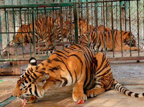 The Harrowing Truth About Tiger Farming In Southeast Asia The