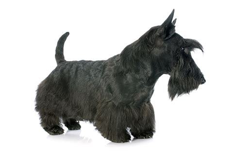 Scottish Terrier Dog Breed Information Pictures Characteristics