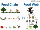 What is the difference between Food Chain and Food Web? - Teachoo