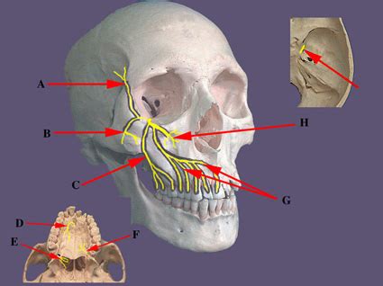 Image Result For Mandibular Nerve Maxillary Nerve Nerve Cranial Nerves