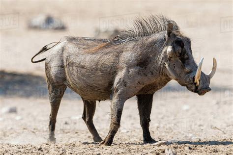 Portrait Of Warthog Phacochoerus Africanus Kalahari Botswana Africa