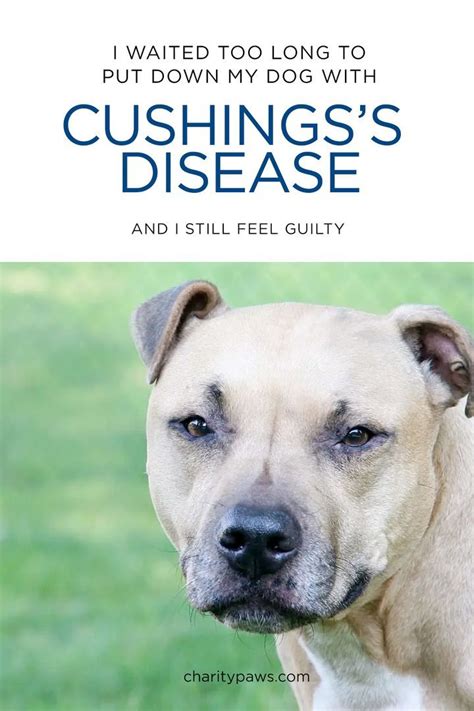 If You Have Adopted Or Are Fostering A Dog With Cushings Disease You