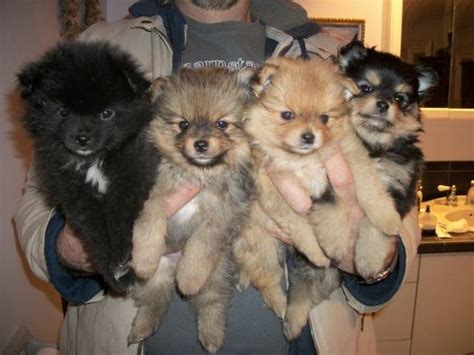 Pomeranian Puppies AKC FOR SALE ADOPTION from yarmouthport Massachusetts Barnstable @ Adpost.com