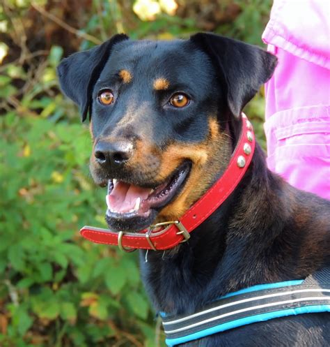 This place is awesome for getting a rescue. Adoptable Dogs and Cats at Petsmart Saturday, October 11 ...