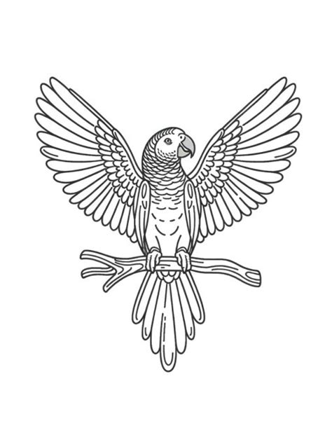 The Best Parrot Coloring Pages 2023