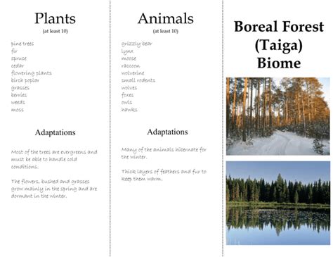 Boreal Forest Taiga Biome Plants Animals