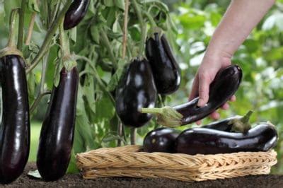 Time from planting to harvesting depends on the variety, climate conditions and the age of the seedlings planted. Eggplant Picking and Everything You Need to Know