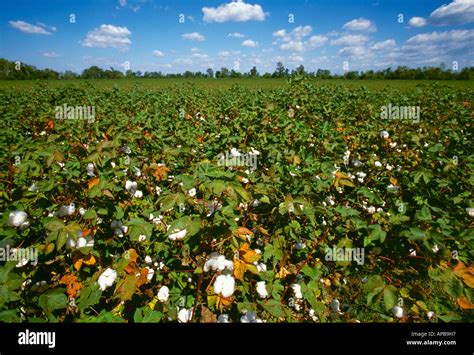 Agriculture Field Of Mature Undefoliated Cotton Plants With Bolls