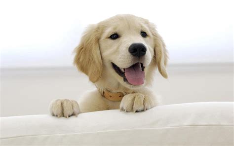 Dog Smile Cute Smile Dog Hd Wallpaper Peakpx